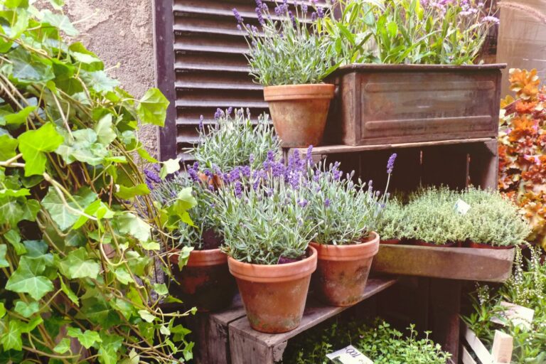 Lavendel im Topf pflanzen Tipps für Balkon & Terrasse