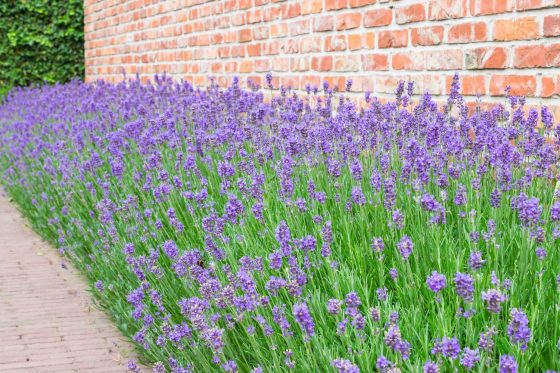 Lavendel Blütezeit: Wann blüht er & wie verlängert man die Blütezeit?