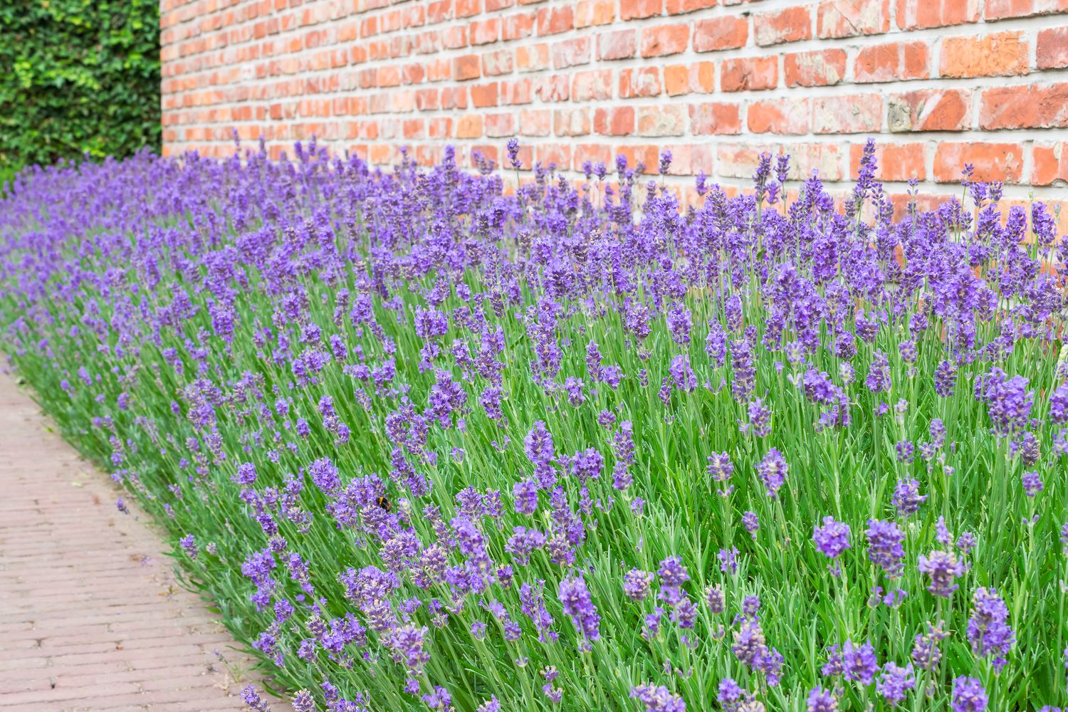 Lavendel Tipps für eine lange Blütezeit Plantura