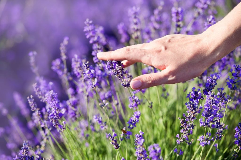 Hand an Lavendel lila