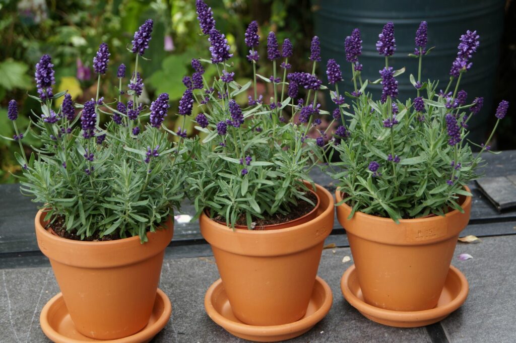 Drei Lavendel-Pflanzen in Töpfen
