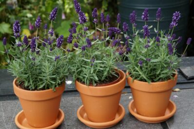 Lavendel im Topf pflanzen: Lavendel für Terrasse & Balkon