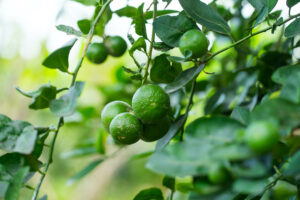 Limettenbaum
