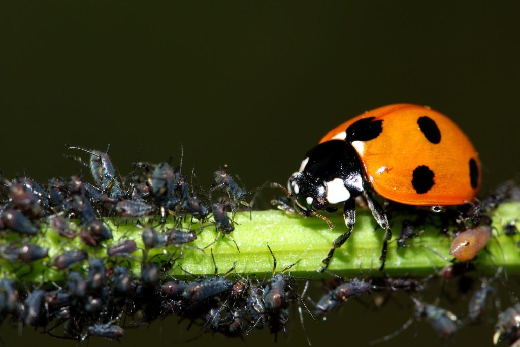 Marienkäfer mit Blattläusen