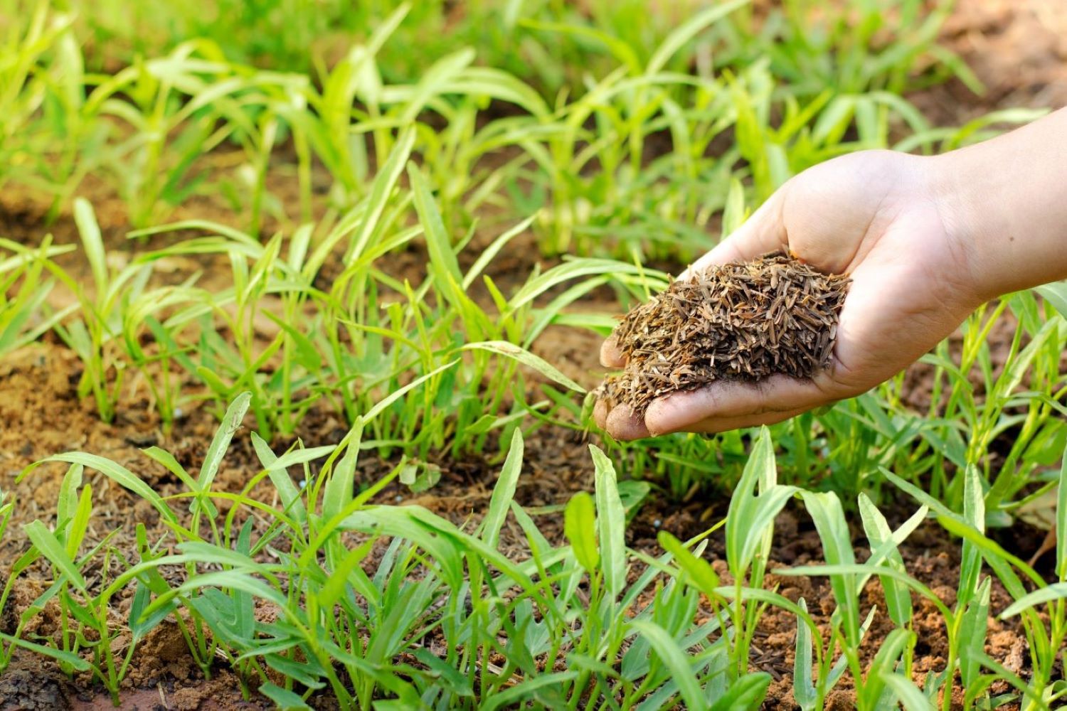 Naturdünger: Anwendung & Vorteile von natürlichem Dünger