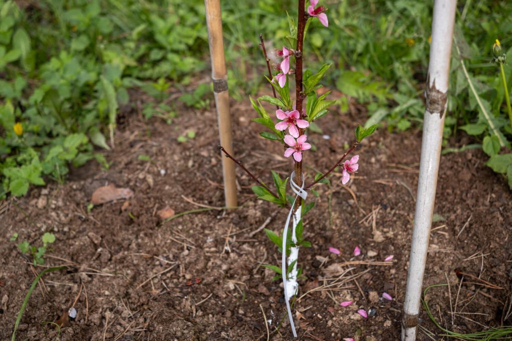 Junger Pfirsichbaum