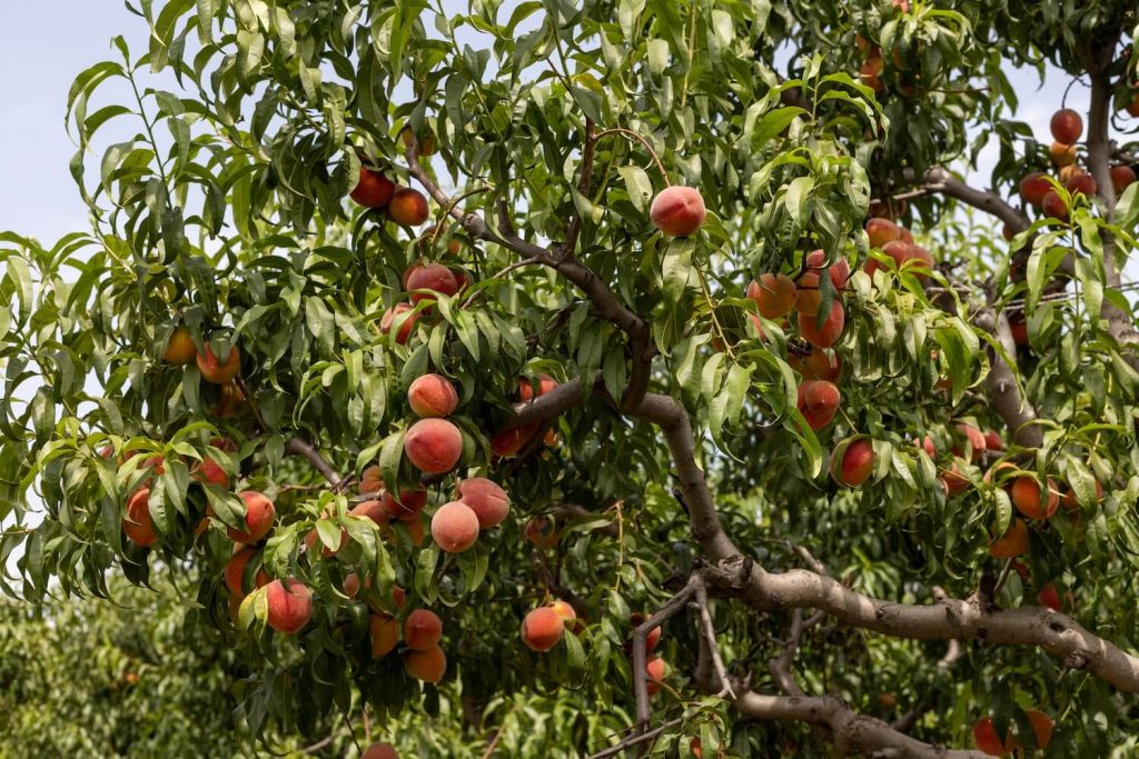 Pfirsichbaum