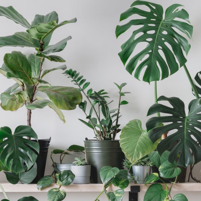 Pflegeleichte Zimmerpflanzen: Unsere Top 10 für Wohnung & Haus