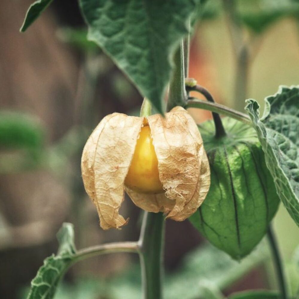 Physalis-Pflege: Experten-Tipps - Plantura
