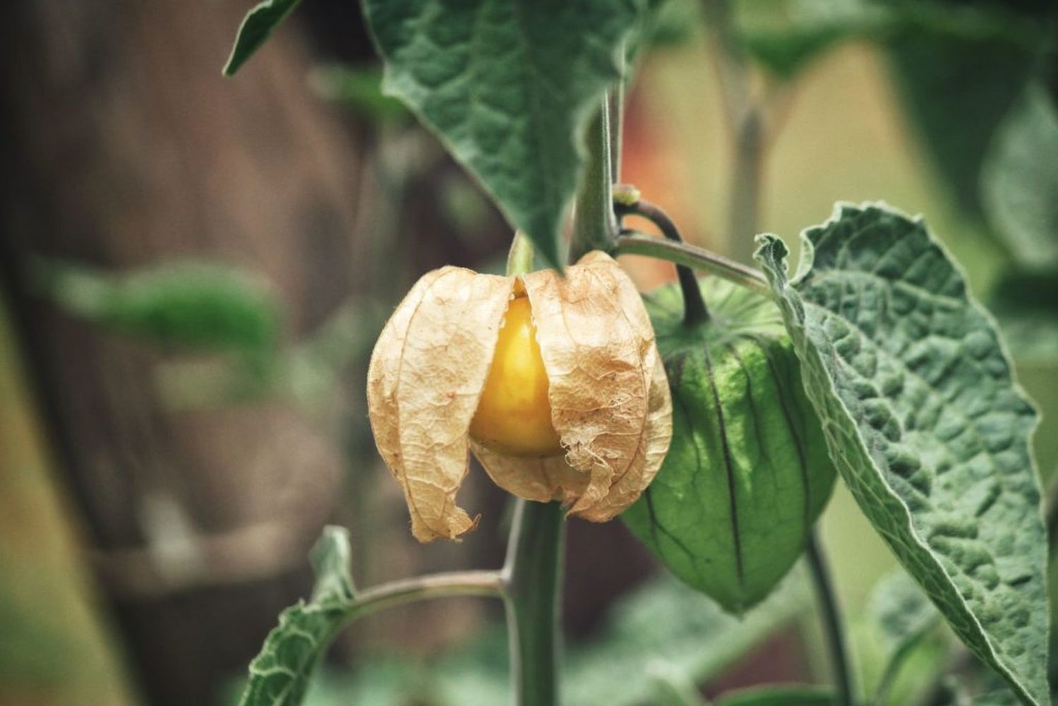 Physalis-Pflege: Experten-Tipps - Plantura