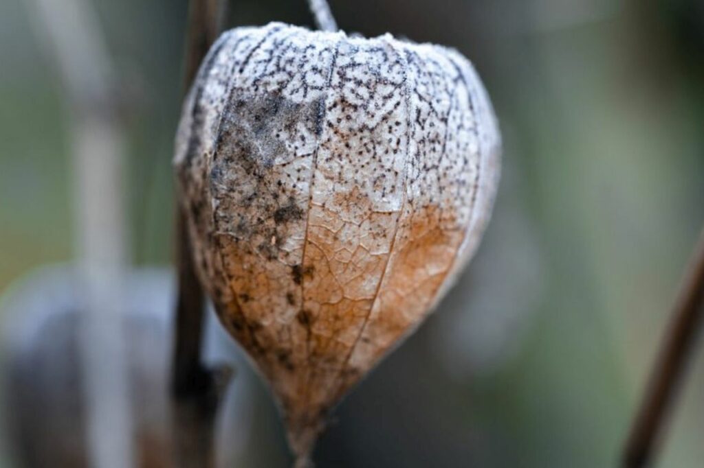 Physalis-Frucht mit Frost überzogen