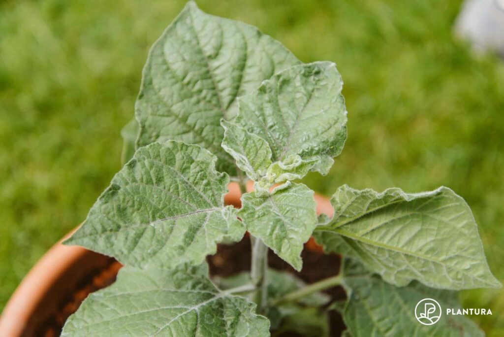 Physalis im Topf