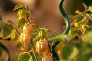 Physalis