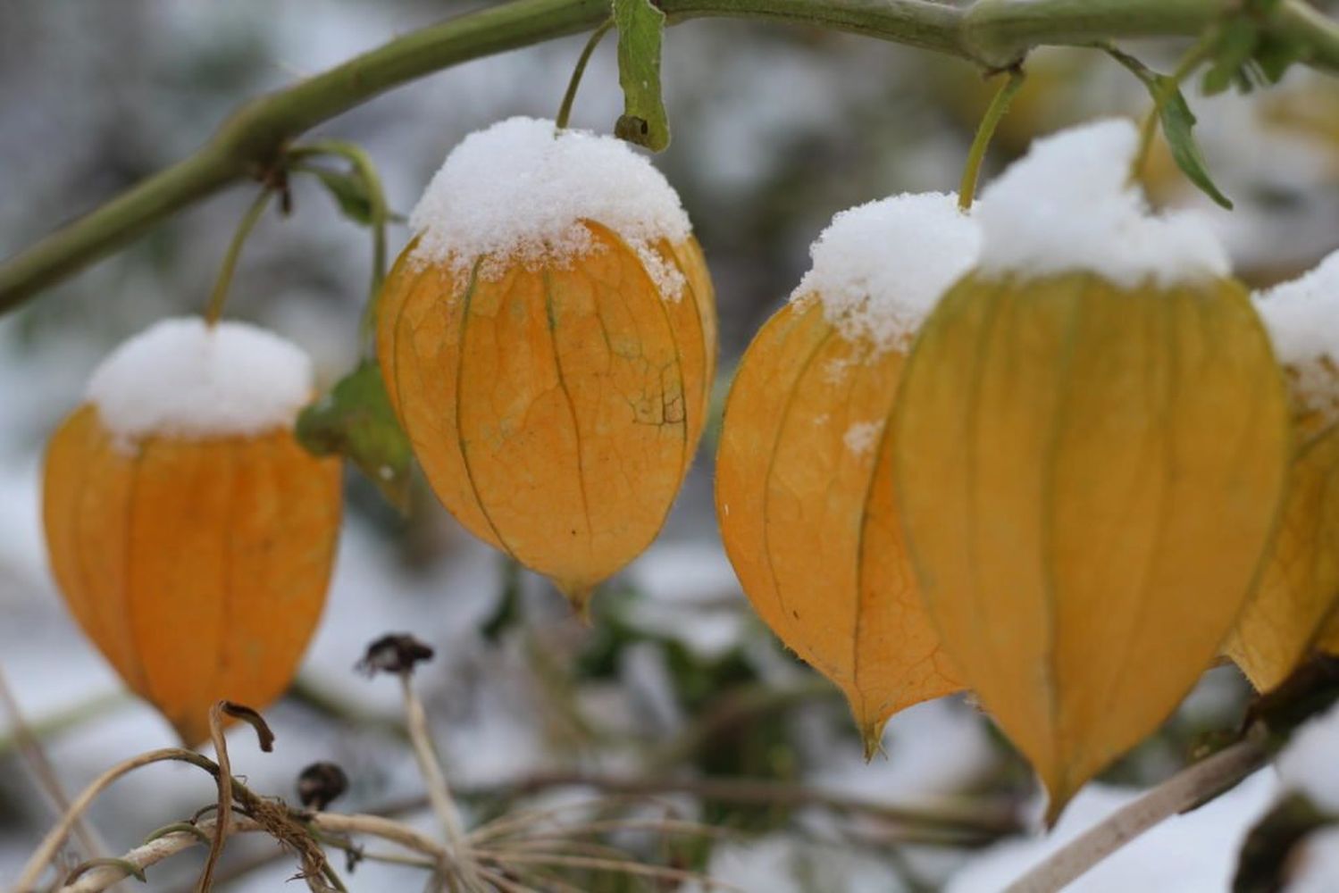 Physalis überwintern In Topf, Beet oder drinnen? Plantura