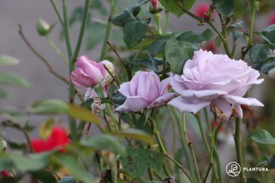 Lila Rosen: Die 5 schönsten Rosensorten von fliederfarben bis violett