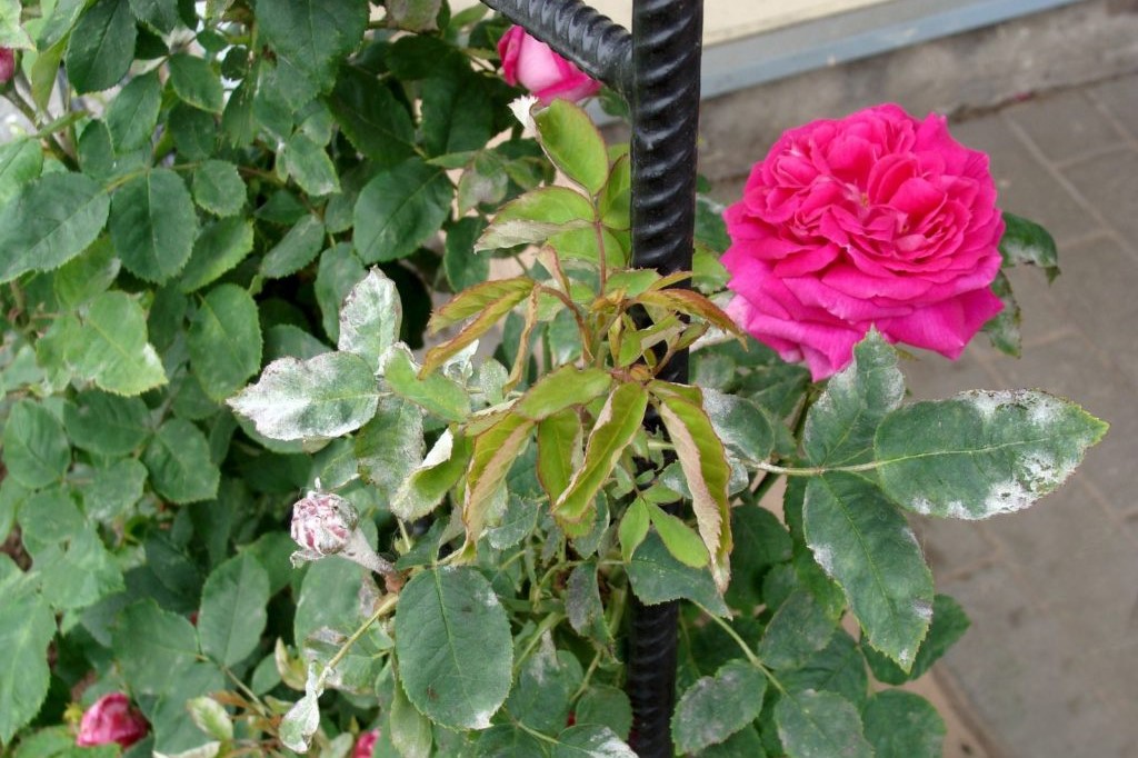 Bodendeckerrosen Im Marz Schneiden