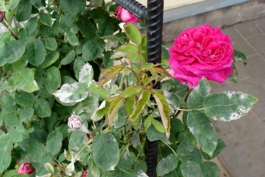 Blühende Rose mit krankem Pflanzenteil
