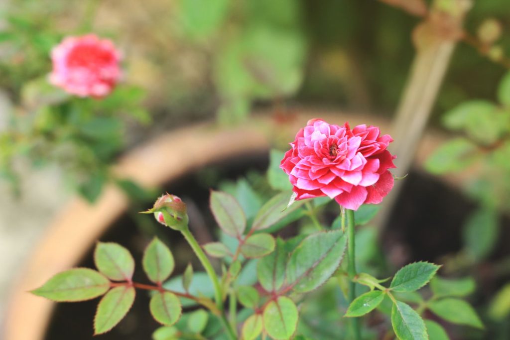 Rosa Rosen im Topf