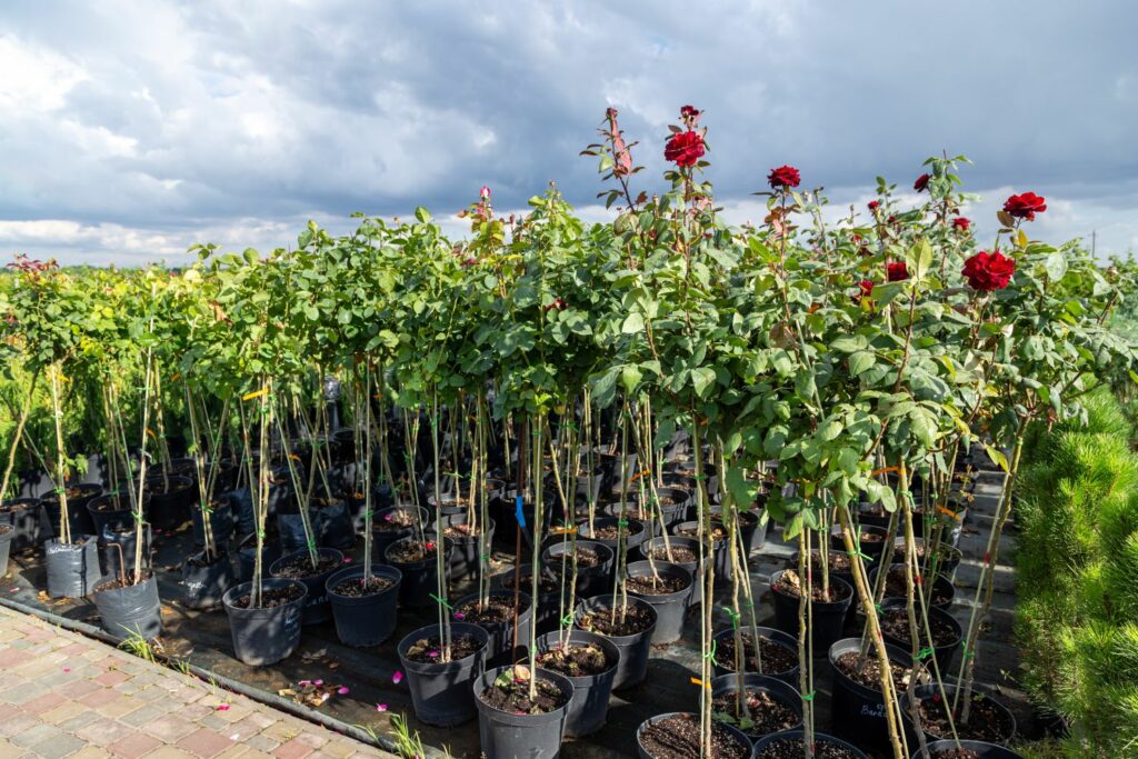 Rosen in Gärtnerei