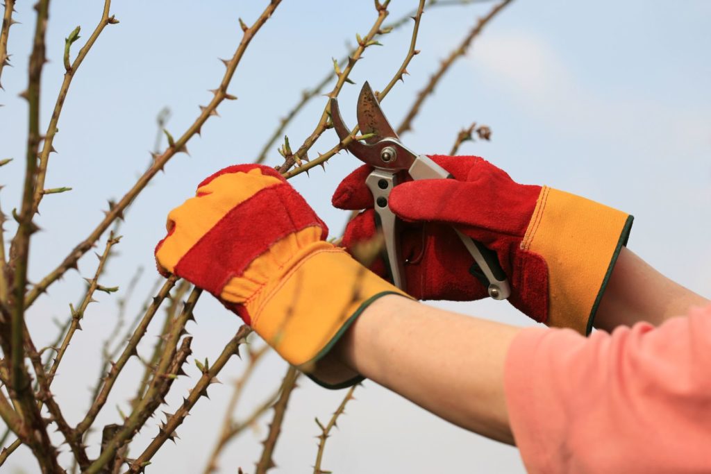 Rosenstrauch wird geschnitten