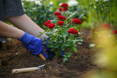Rosen pflanzen: Experten-Tipps zu Standort & Pflanzzeit