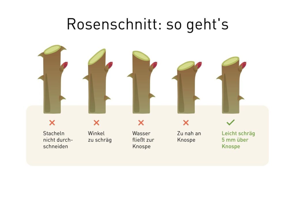 Anleitung zum Rosenschnitt