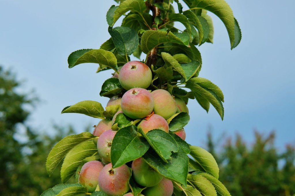 Säulenapfel nah mit Früchten