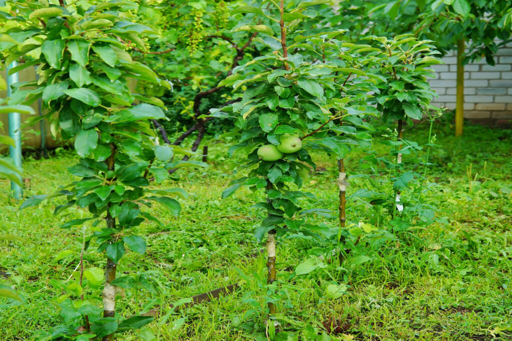 Apfelbäume als Säulenobst im Garten
