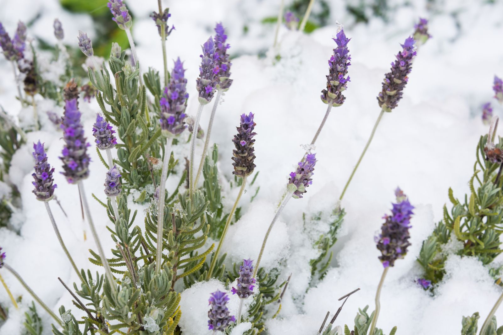 Winterharter Lavendel Diese Sorten überstehen den Winter