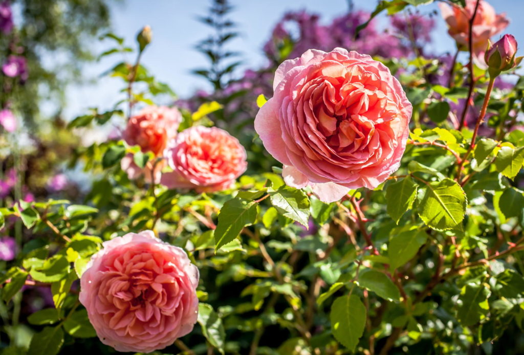 Rosa Rosen im Garten