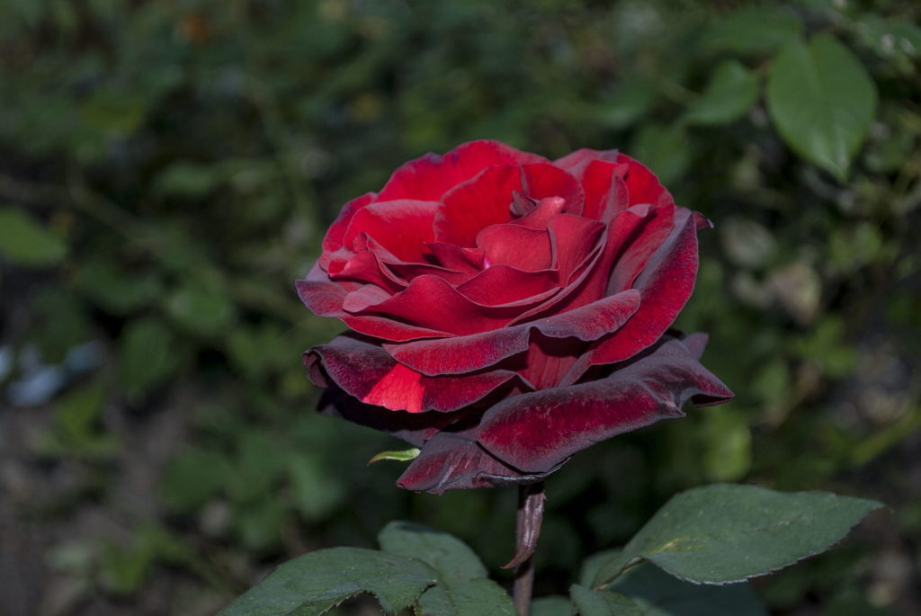 Rose Barkarole