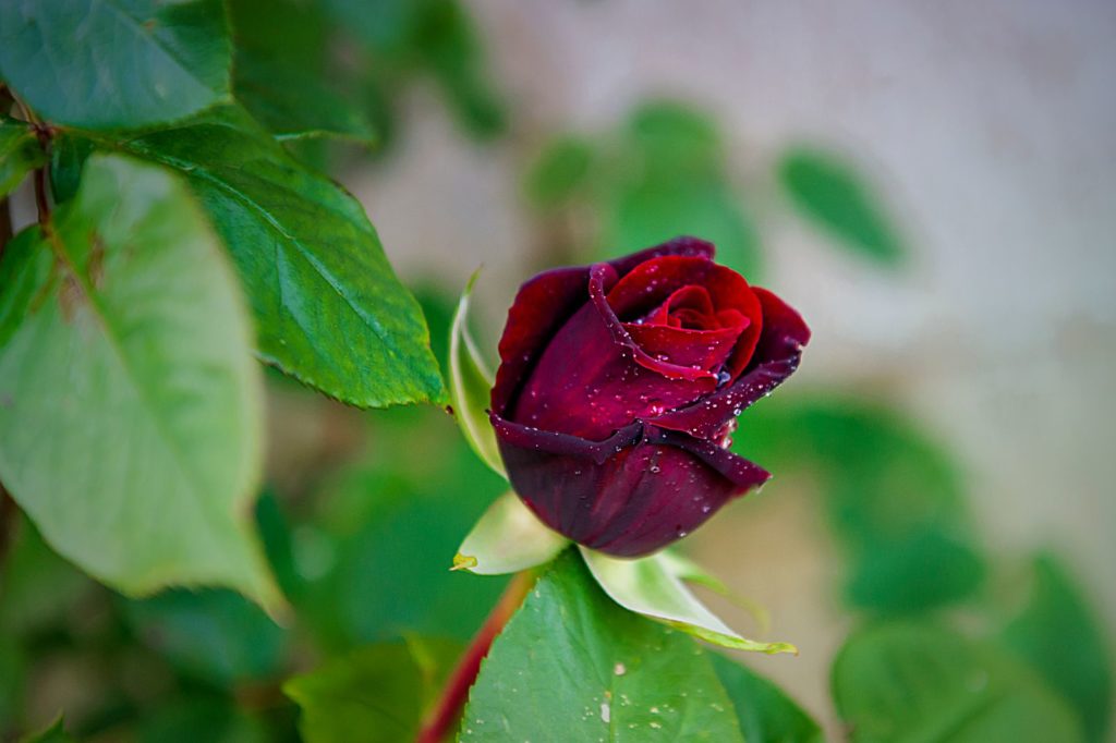 Rose Black Baccara