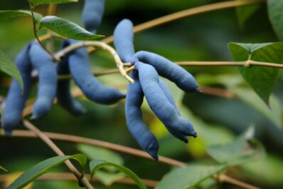 Unbekannte Obstsorten: 10 ungewöhnliche & exotische Sorten