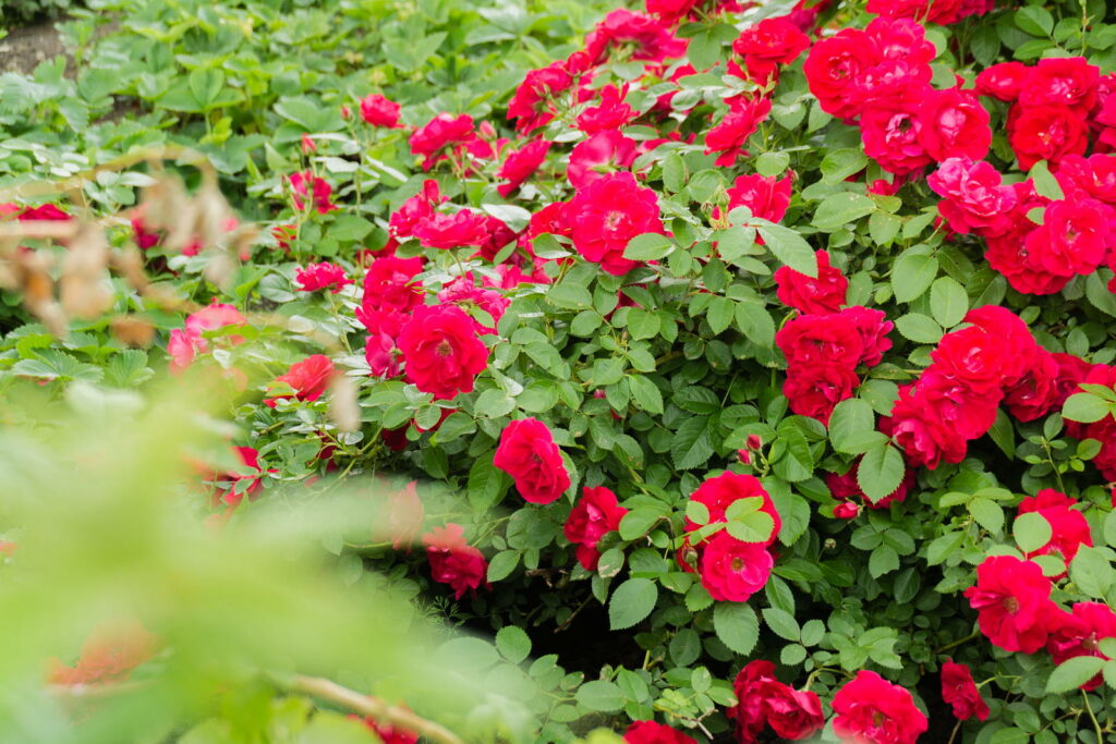 Bodendecker Rosen Samen