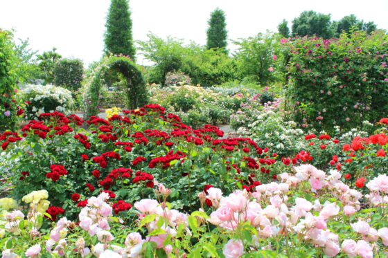 Rosen: Alles zu Pflanzen, Pflege & Sorten der Blumenkönigin