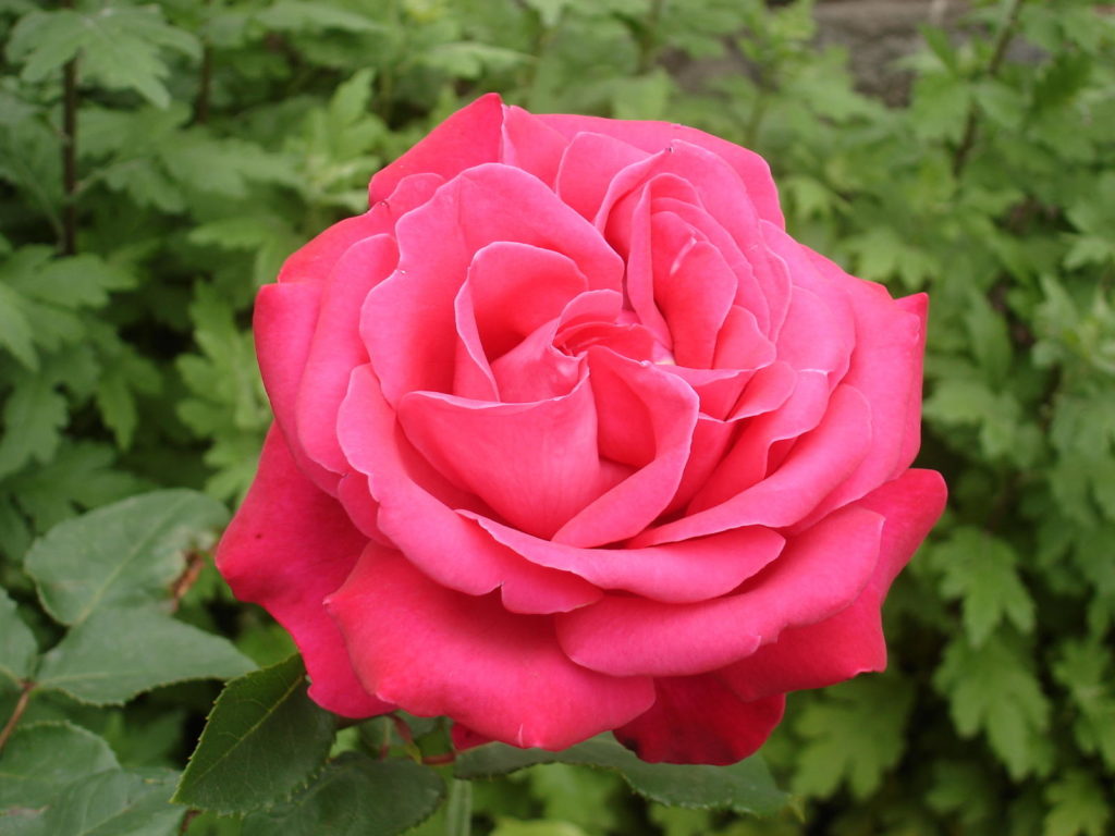 Pinkte Rose