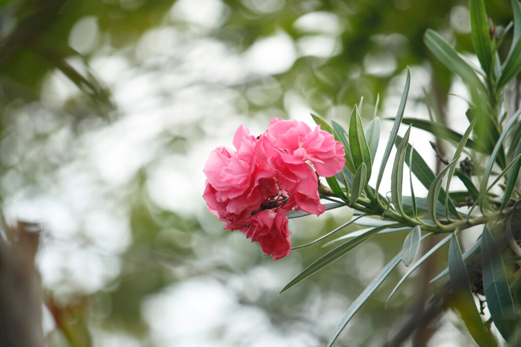 Einzelne Oleanderblüte am Busch