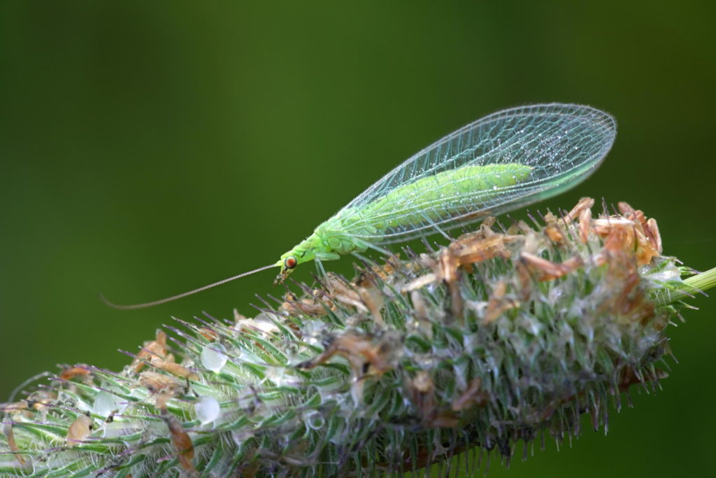 Grüne Florfliege