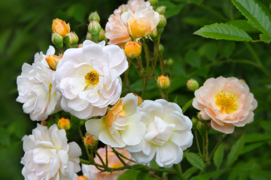 Weiß-gelbe Rosen