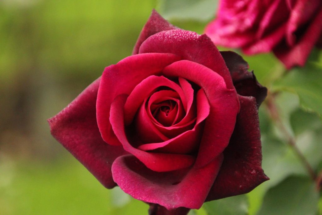 Rose Gräfin Diana