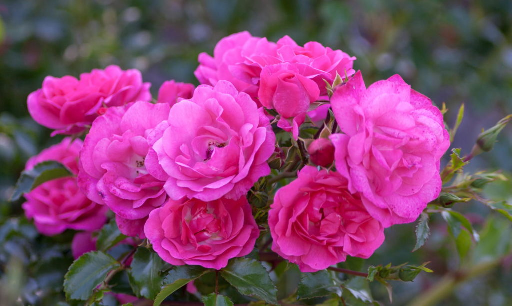 Lila-rosa Rosen