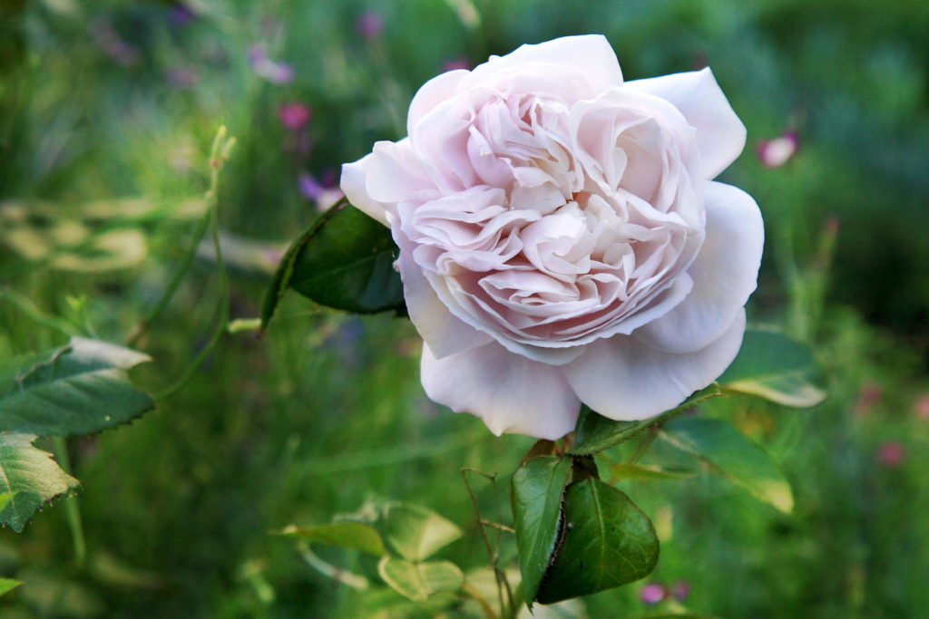 Hercules Rose im Garten