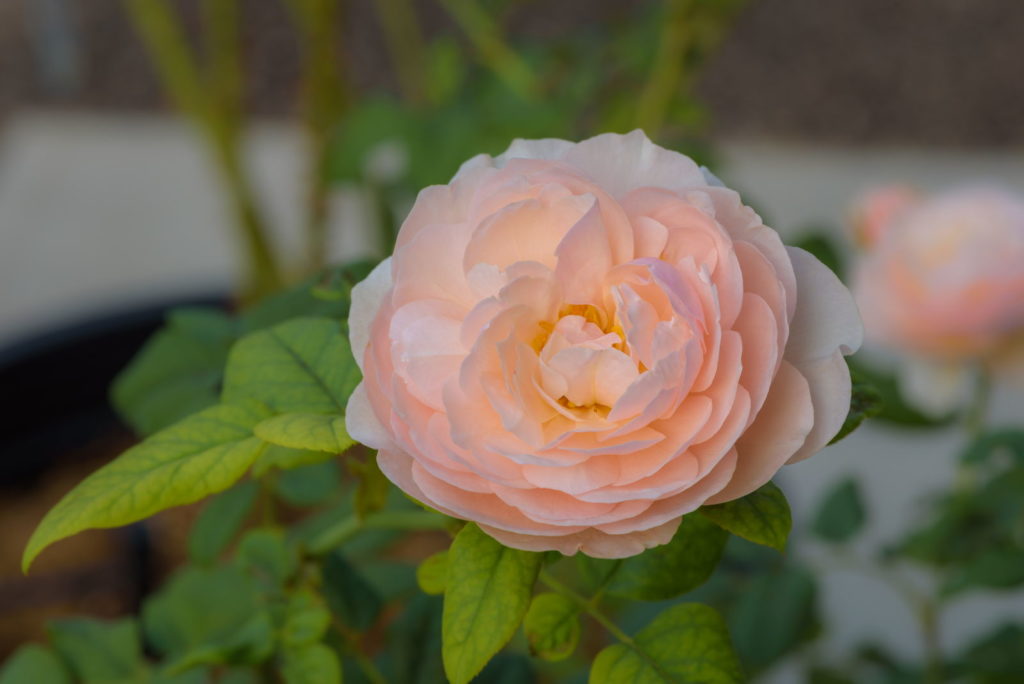 Rose Heritage