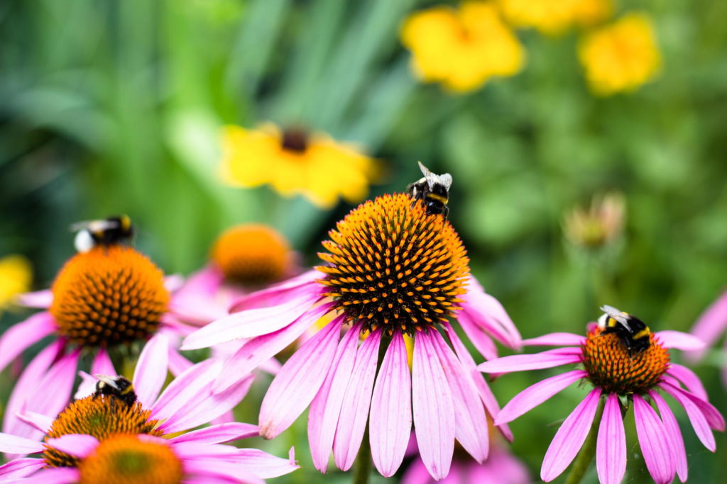 Hummel auf einer Blume