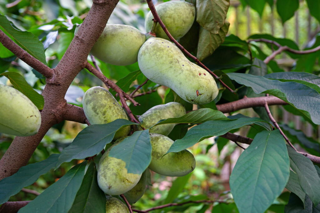 Indianerbananenbaum mit reifen Früchten