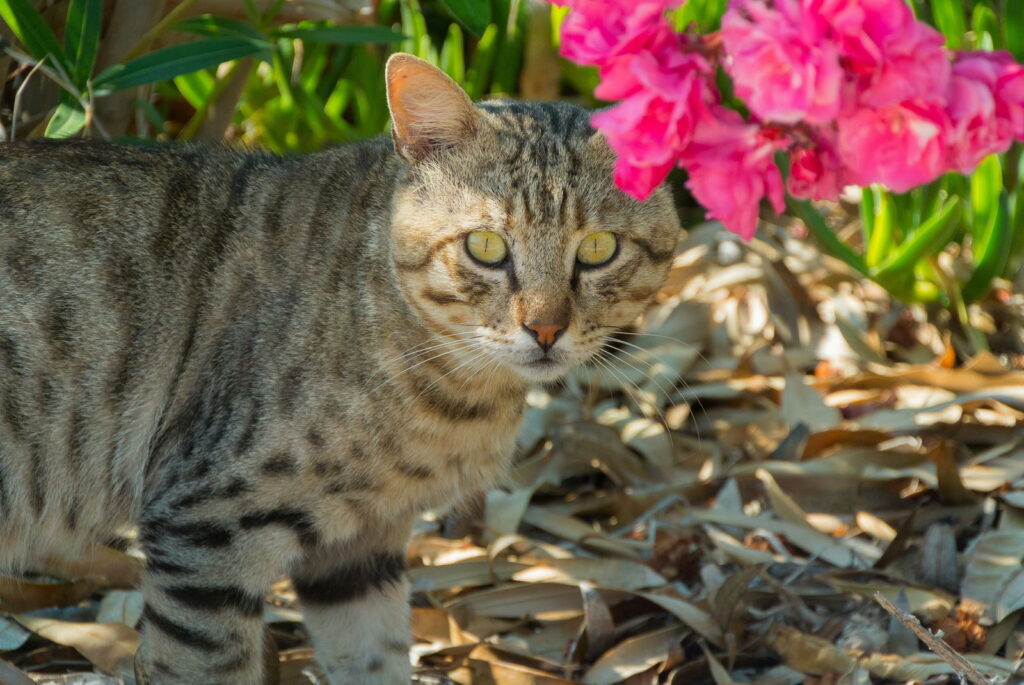 Katze steht unter Oleanderbusch