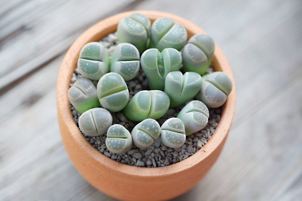 Lithops