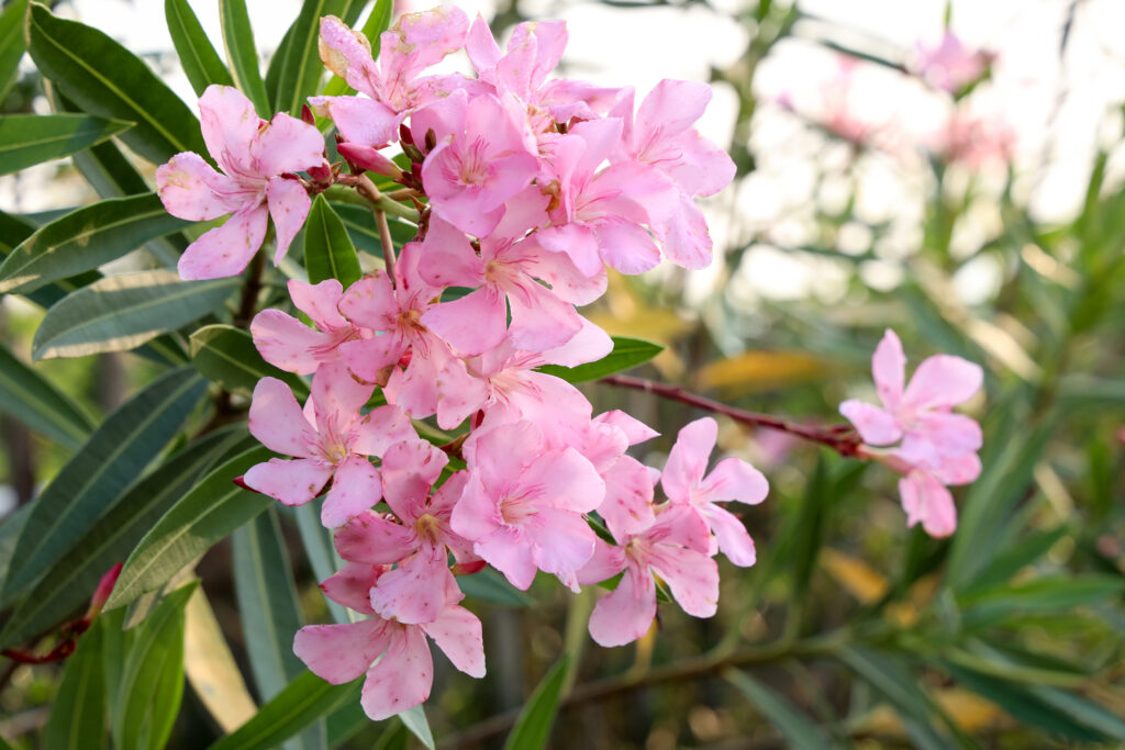 Oleanderblüten nah in Rosa