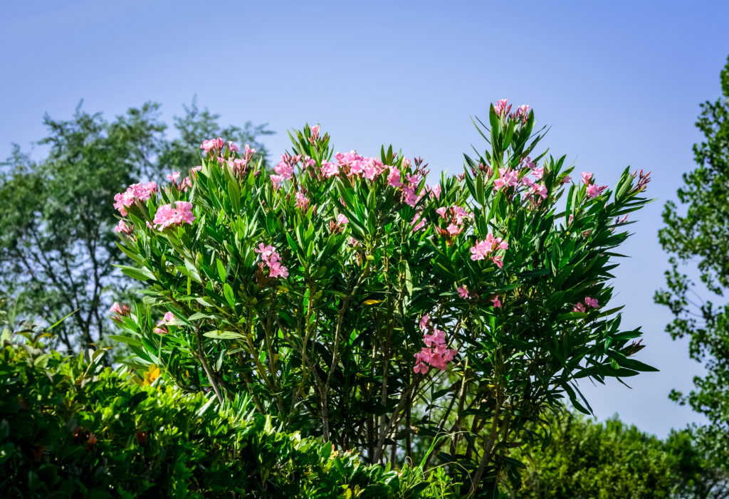 Oleanderbusch mit Blüten