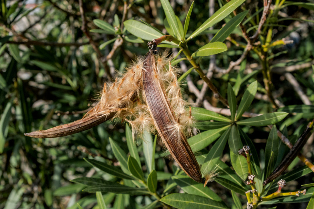 Oleandersamen am Strauch